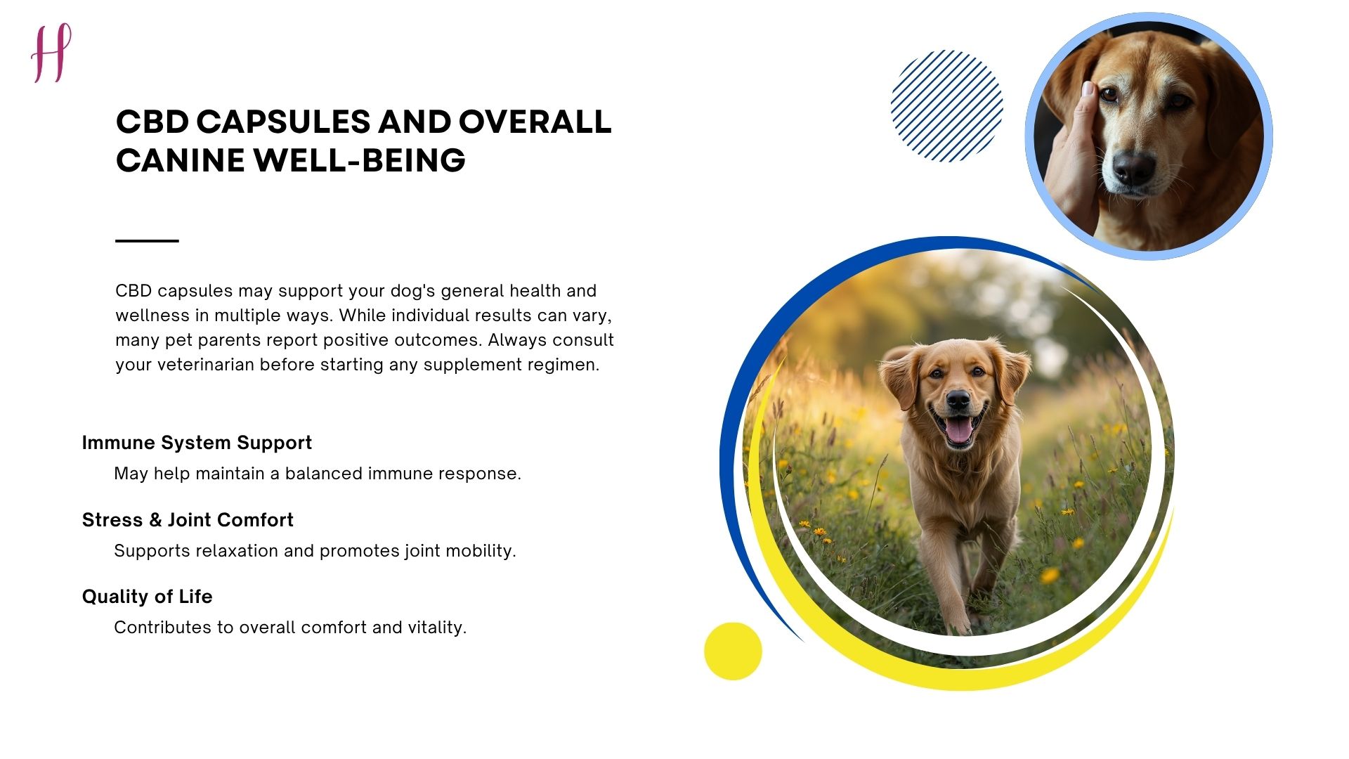 Golden Retriever walking in field with infographic on well-being.